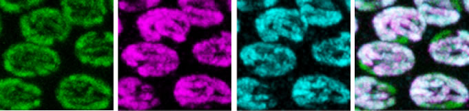 Progression through the stages of meiosis in the C. elegans germline